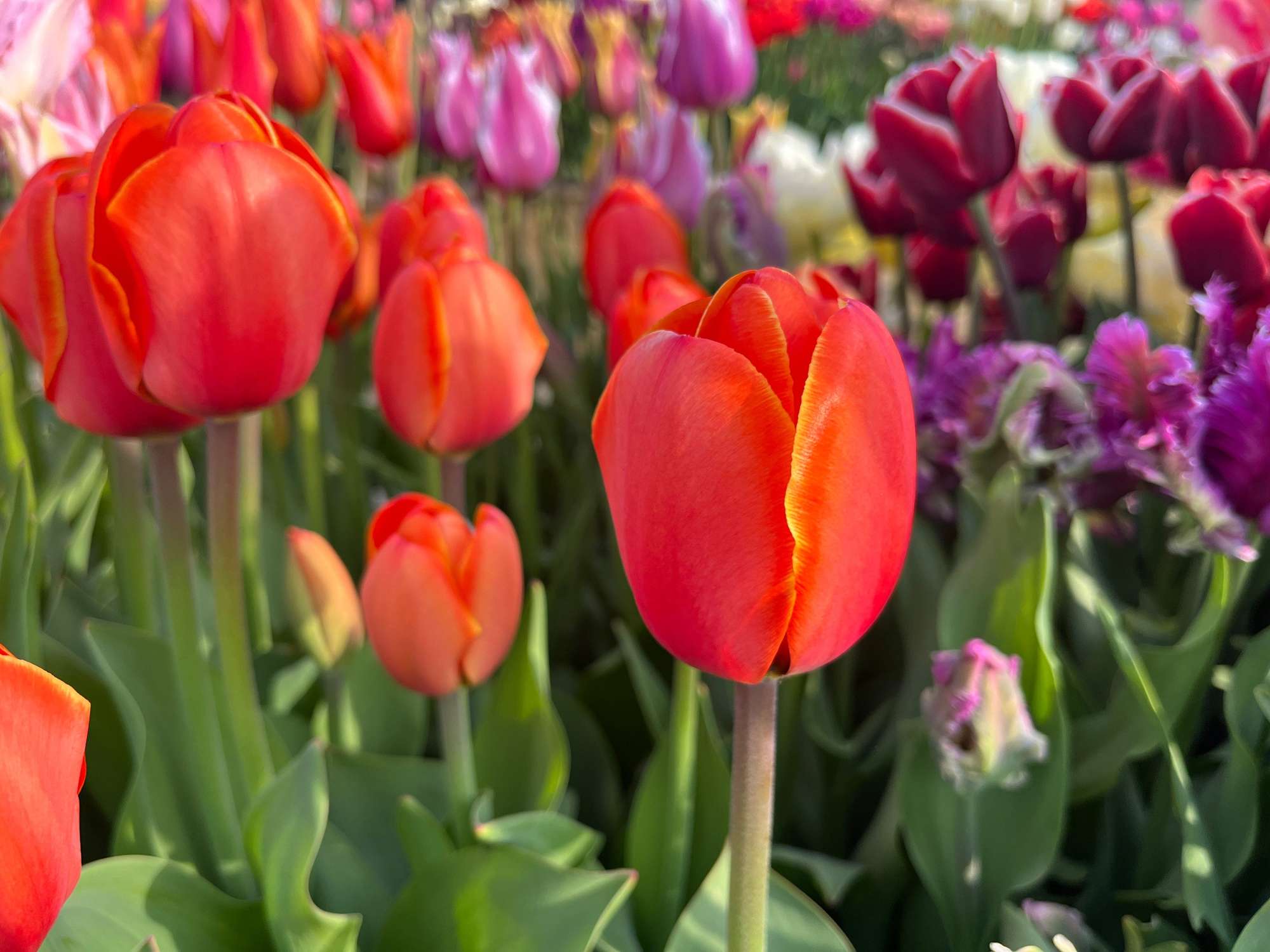 Tulpe 'Avignon'